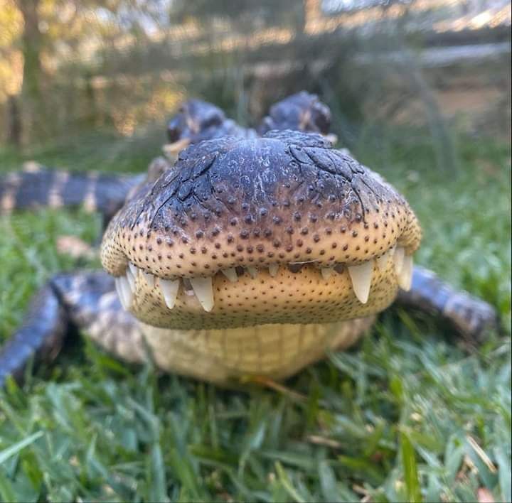 alligator on the grass looking at you. silly looking alligator 