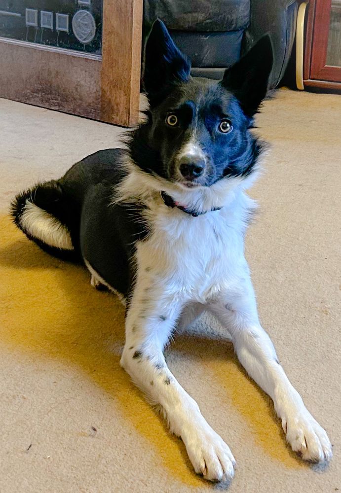 Luna(tic), Border Collie.