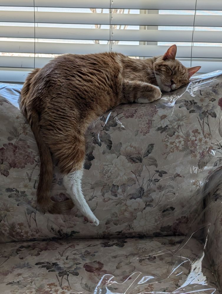 An orange tabby cat laying on a chair, with a back leg dangling.