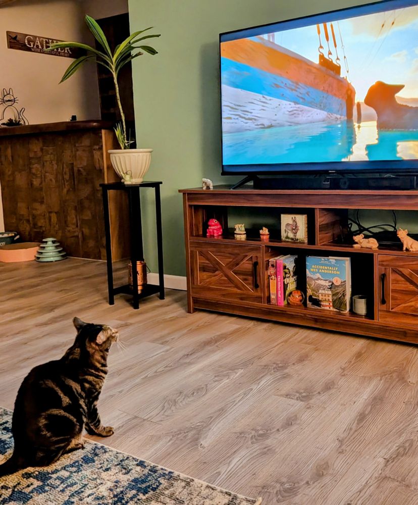 A brown striped tabby watching the movie Flow.