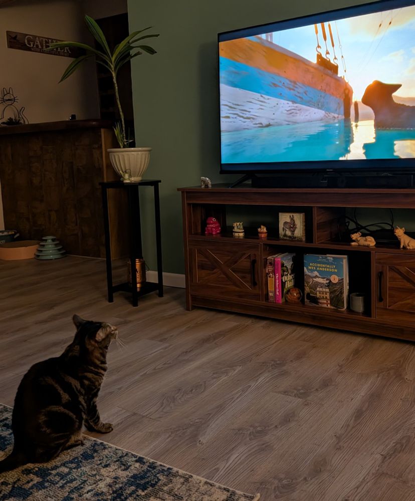 Striped black and brown tabby watches Flow.