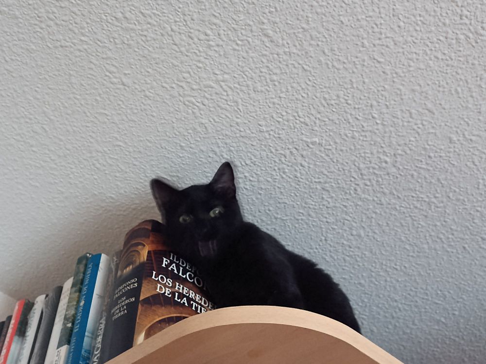 El gato está desde las alturas de un armario, alardeando amenazante de su ventaja de altura