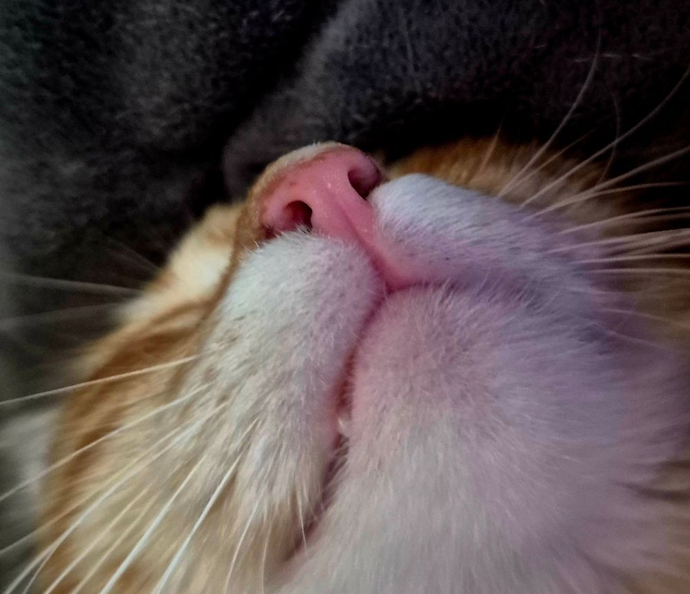 A ginger cat, zoomed in to show his nose and mouth.