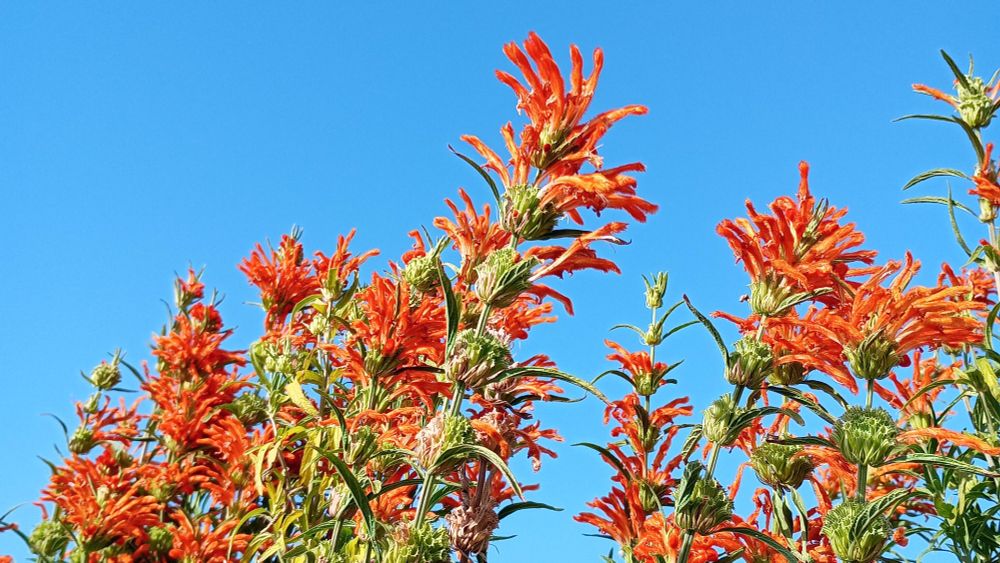 真っ青な空と下のほうからレオノティスのオレンジの花たくさん。