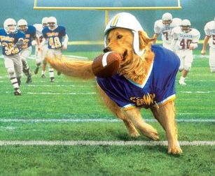 Air Bud in football gear running down the field with a football in his mouth