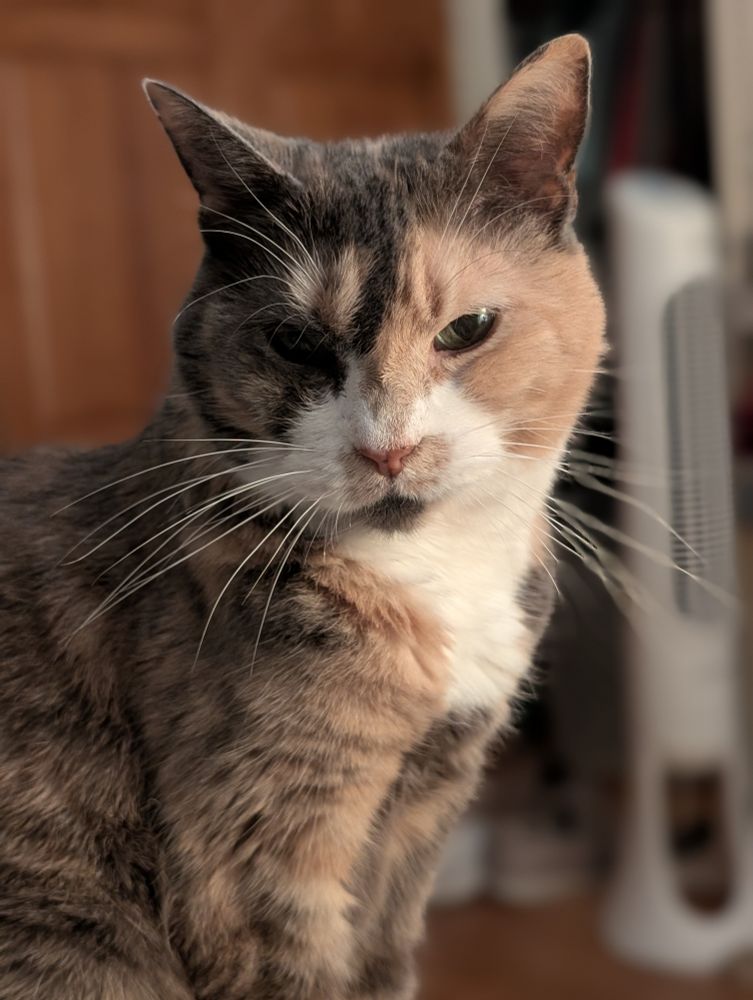 A beautiful dilute calico staring at me as I lie in bed. 