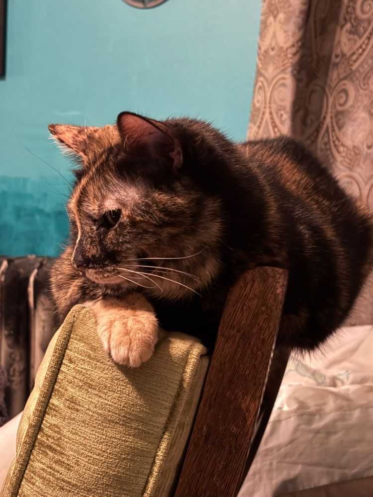 Muffin thief - calico cat - lounges on the back of the light green upholstered reclining chair. She is gold, brown, black, with some white patches… and very smug.