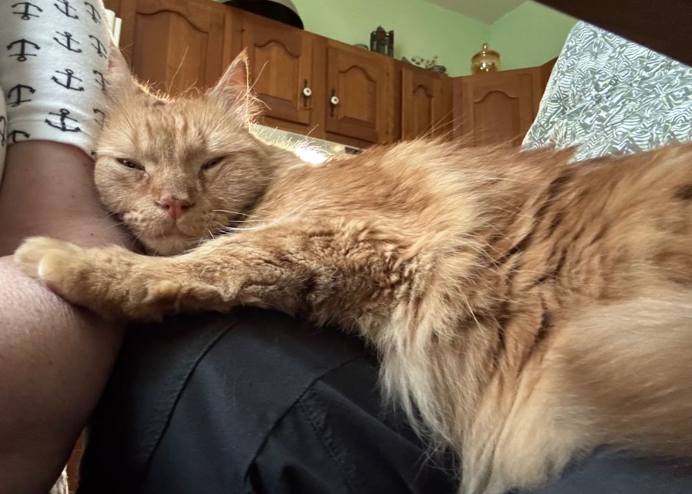 Orange cat lounging on two people. He is very fluffy and out cold. 
