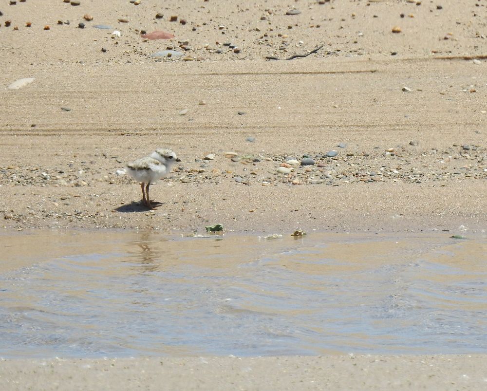 Tiny Piping Plover chick just off the shore of Lake Michigan next to a slightly inland puddle created by wave wash over.  Not pictured, female adult just above the chick on a ridge keeping watch. Chick is not only difficult to see because of size, but also because of color. Tans, light greys, and whites of the beach mimic the  sand and rocks.