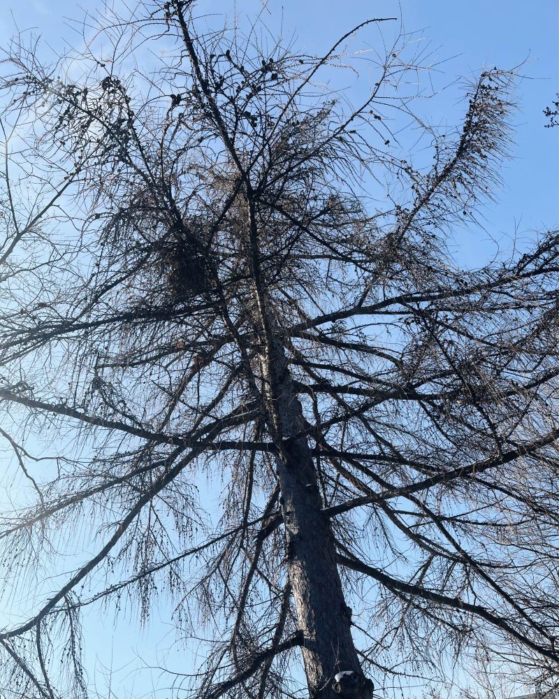 Looking up at a tree with no leaves. Near the top of the tree, there is a birds nest. The sky in the background is clear and blue.