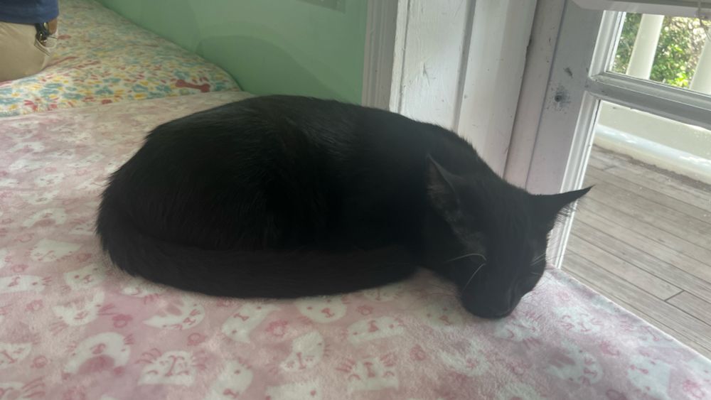 Kitty cat laying down in croissant pose