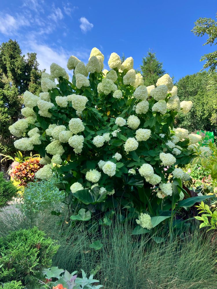 photo exterior day. a massive hydrangea in full bloom surrounded by varied lush vegetation. a clear blue sky is behind it