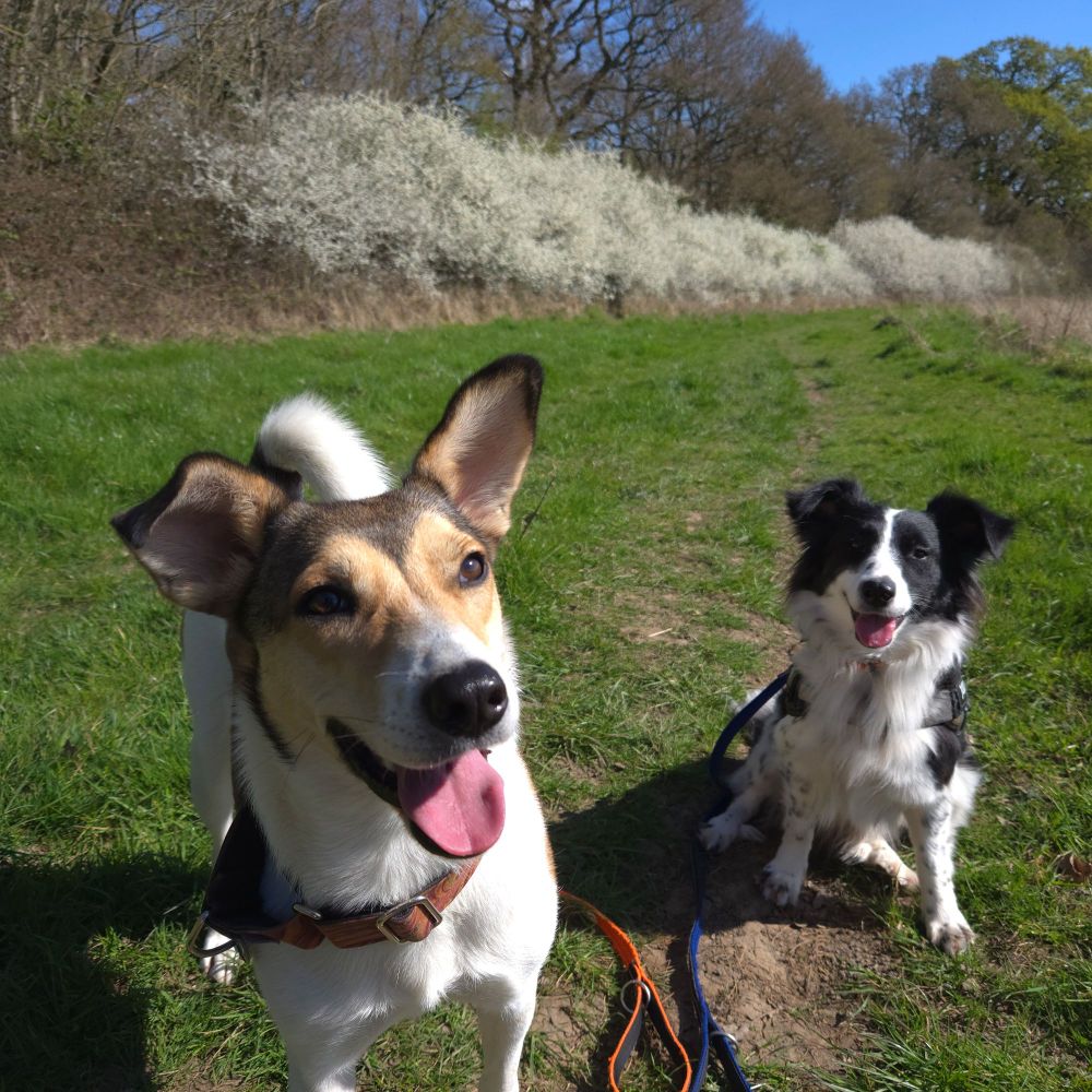 Two dogs out in the sun in a field. White blossom is in flower in the background. 