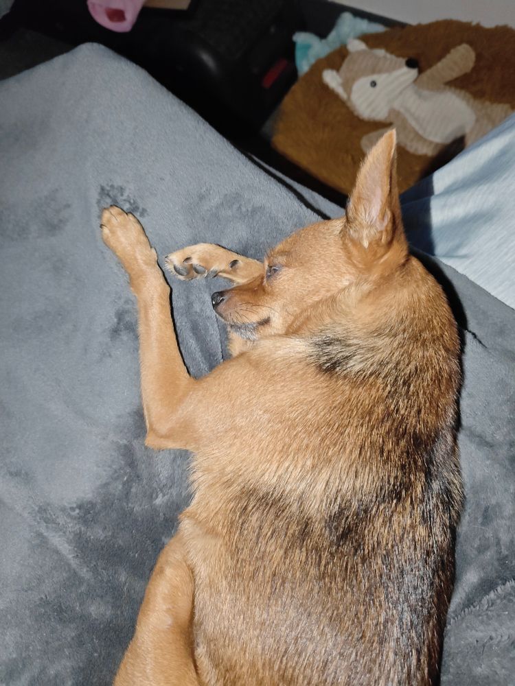 A sleepy fox-looking dog on a felty fluffy blanket. She has her head resting on her paw. In the background  can be seen a fox shaped hot water bottle because it's winter and my baby must be comfortable. 