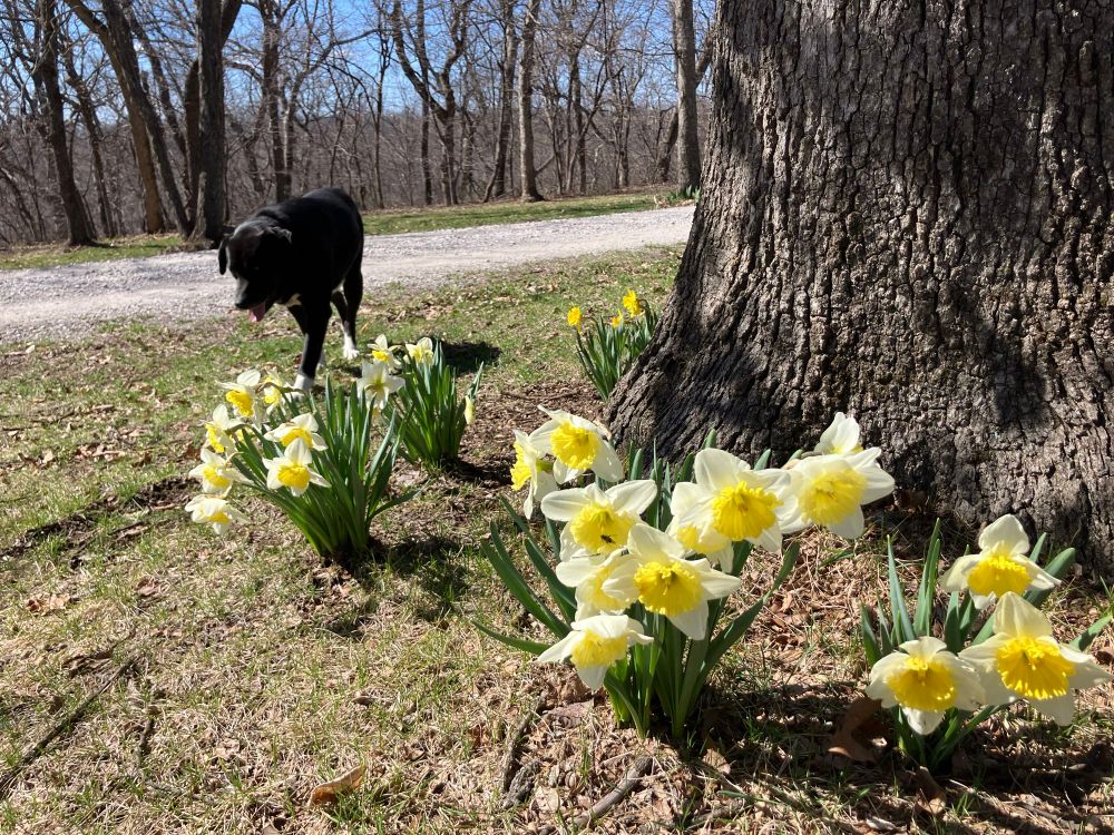Daffodils around the base of a tree with our big black and white tuxedo girl kora June —a Great Pyrenees lab mix walking towards them. She turned 5 on March 20