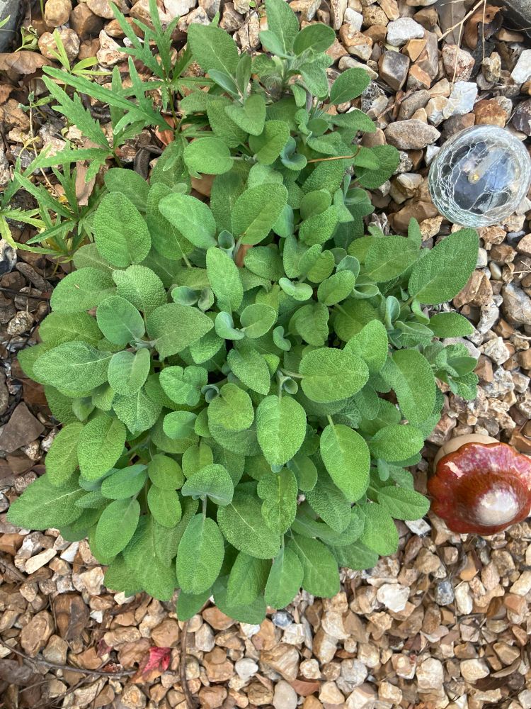 Sage growing in front of my house