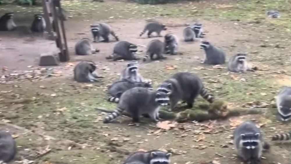 Deputies called after dozens of racoons descend on North Kitsap home