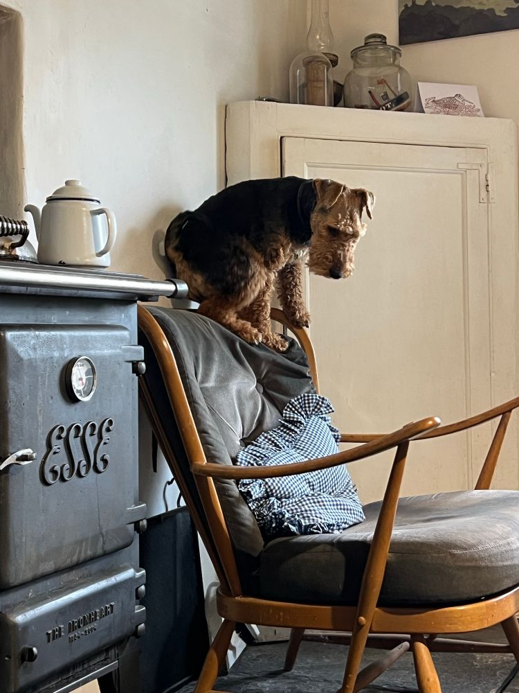 Bryn the Welsh terrier perched on the back of a chair next to the stove