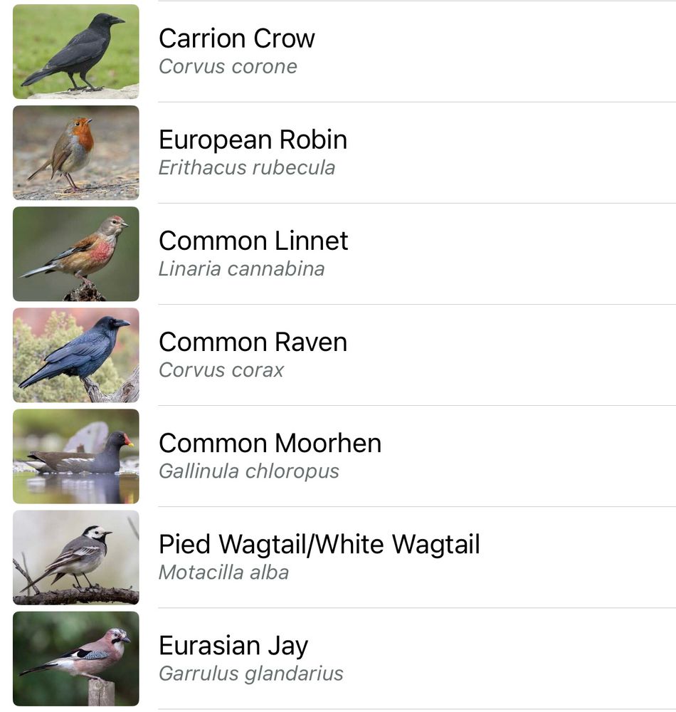 A screenshot of Merlin bird app