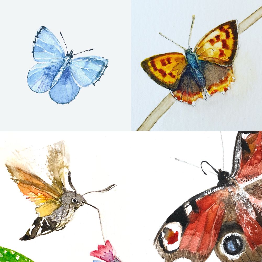 Butterflies and moth 