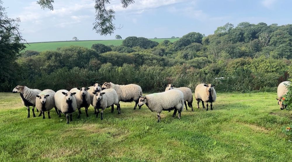 Eleven sheep came to stay here they are under the ash tree having a nibble on my roses 