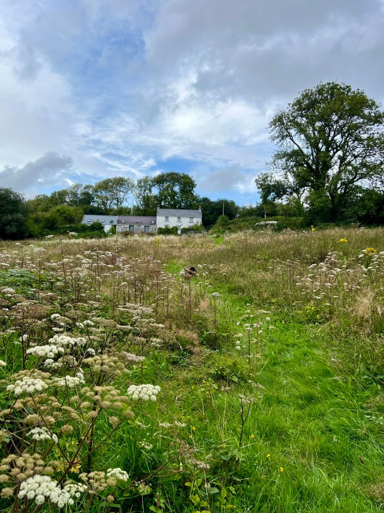 The rewilding meadow in front of the cottage