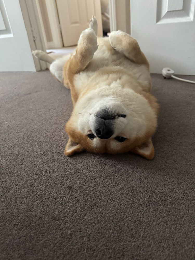Our Shiba Inu lying on his back