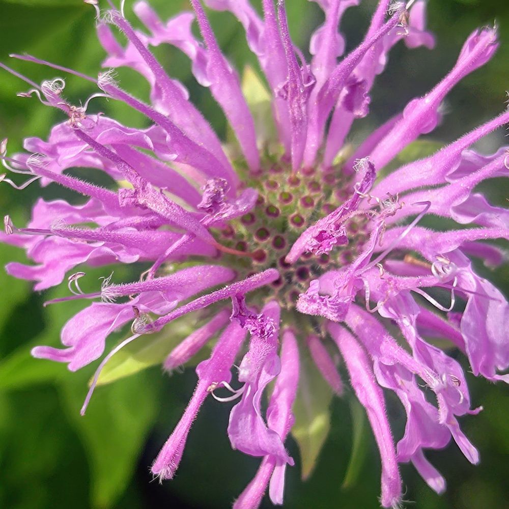 A close up shot of a wild bergamot blossom. It is light purple.