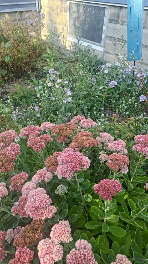 A garden. In the foreground is a large plant of Autumn Joy sedum, work blossoms in varying shades of pink and red. In the middle are New York aster plants, with light purple blossoms.