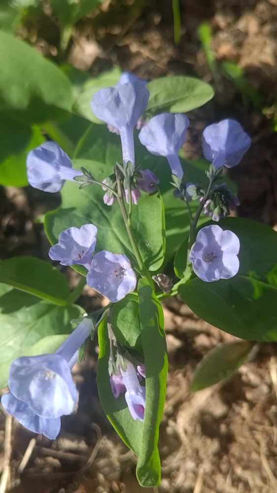 A Virginia bluebell plant with 8 or so open purplisj-blue flowers.