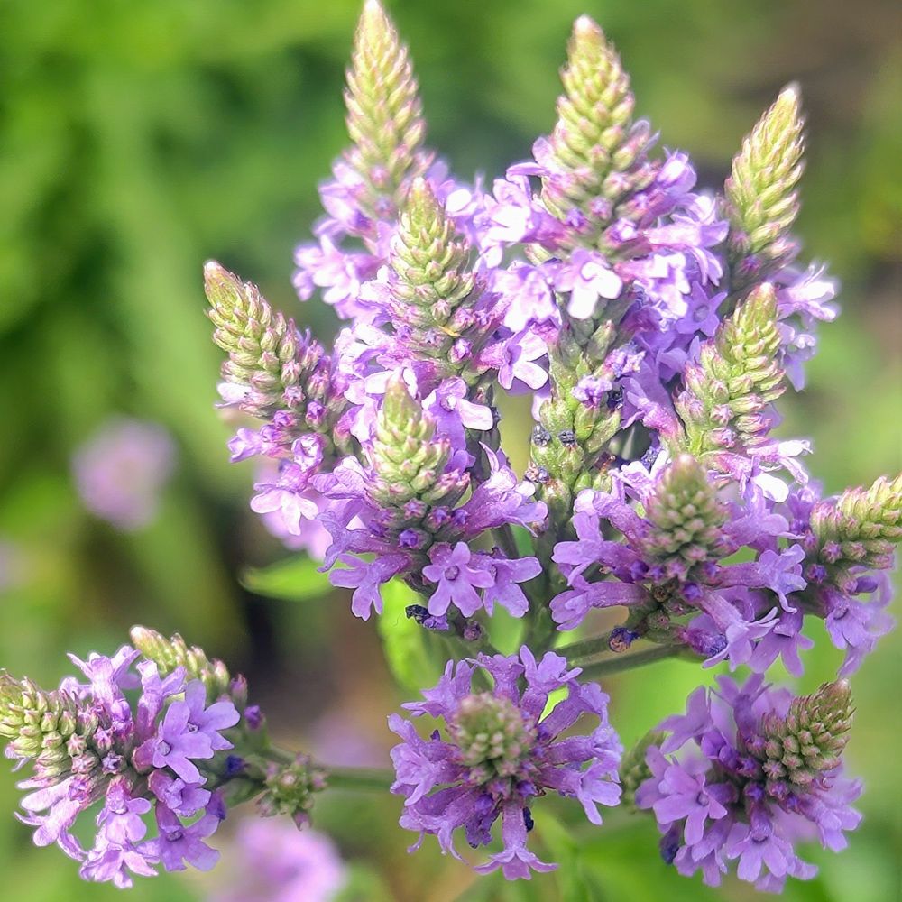 A close up shot of a verbena hastata plant showing several flower heads, each with a cluster of purple flowers.
