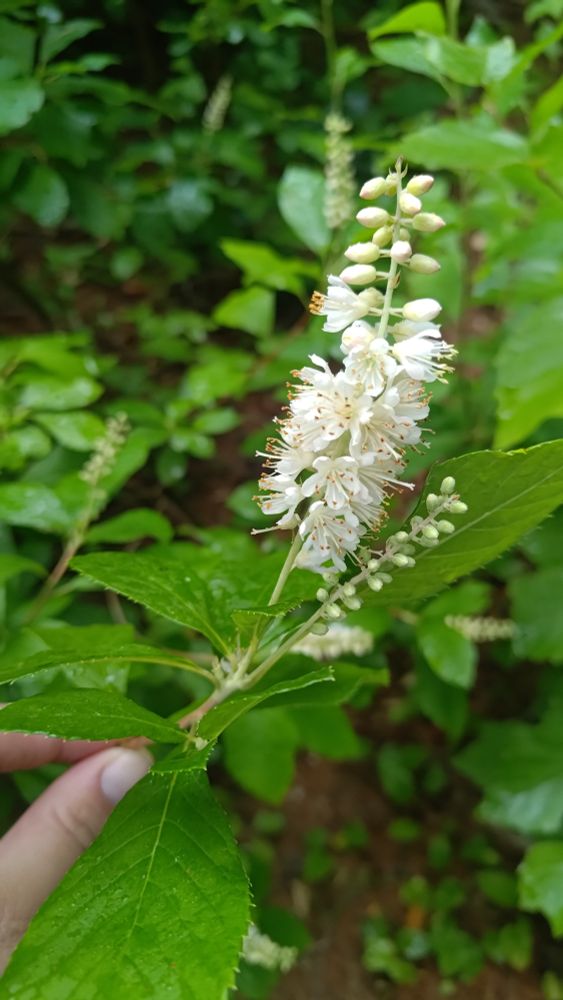 Sweet pepper bush blossom. It is a dozen or so small white flowers with golden stamen on a leafed woody stem.