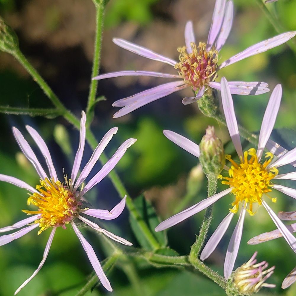 A close up of three blue wood aster blossoms.