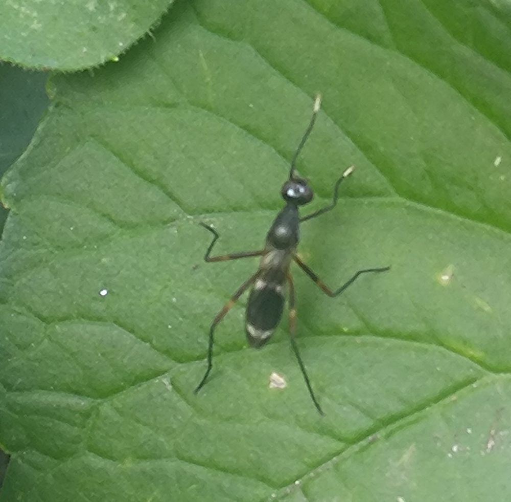 A stilt legged fly on a large violet (the plant not the color) leaf.