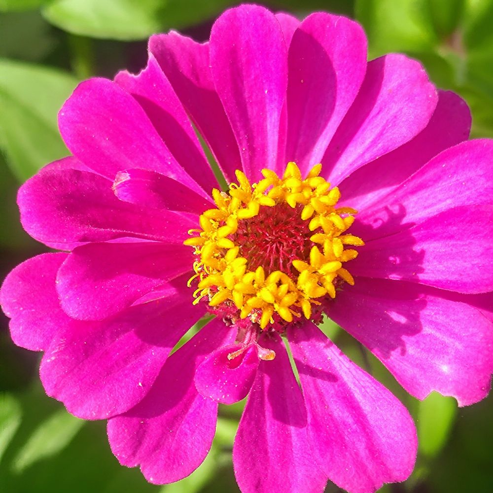 A close up door of a pinkish purple zinnia blossom. The center has bright yellow anthers.