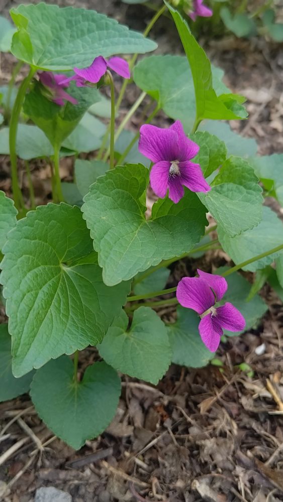 A common blue violet, pink variety, in a garden with a few blooms