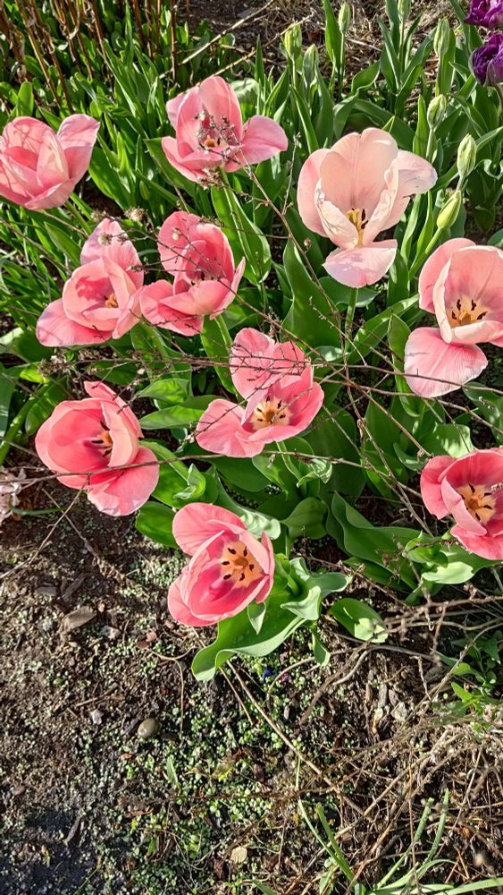 10 light pink tulips in a garden
