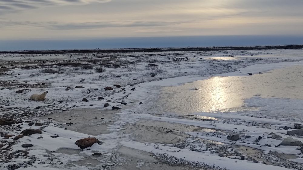 A polar bear on the edge of a tundra lake with the sun low in the background