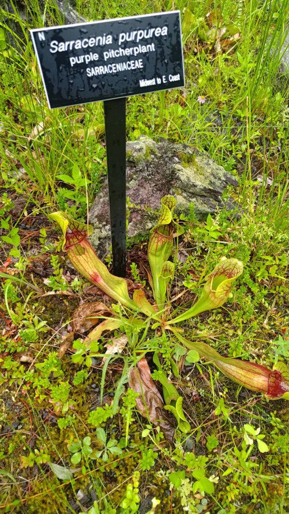 Purple pitcher plant with sign: "Sarracenia purpura. Purple pitcher plant. Sarraceniacae. Midwest to E Coast." Five green pieces with red tips grow from a central base.
