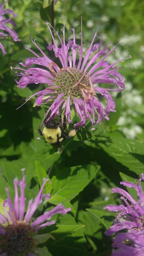 A bumblebee sipping nectar at a wild bergamot blossom.