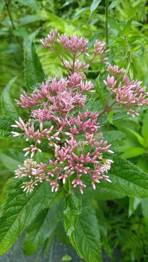 Spotted joepye weed blossom in varied ranges of openness. It is white to purplish pink, and it smelled delightful.