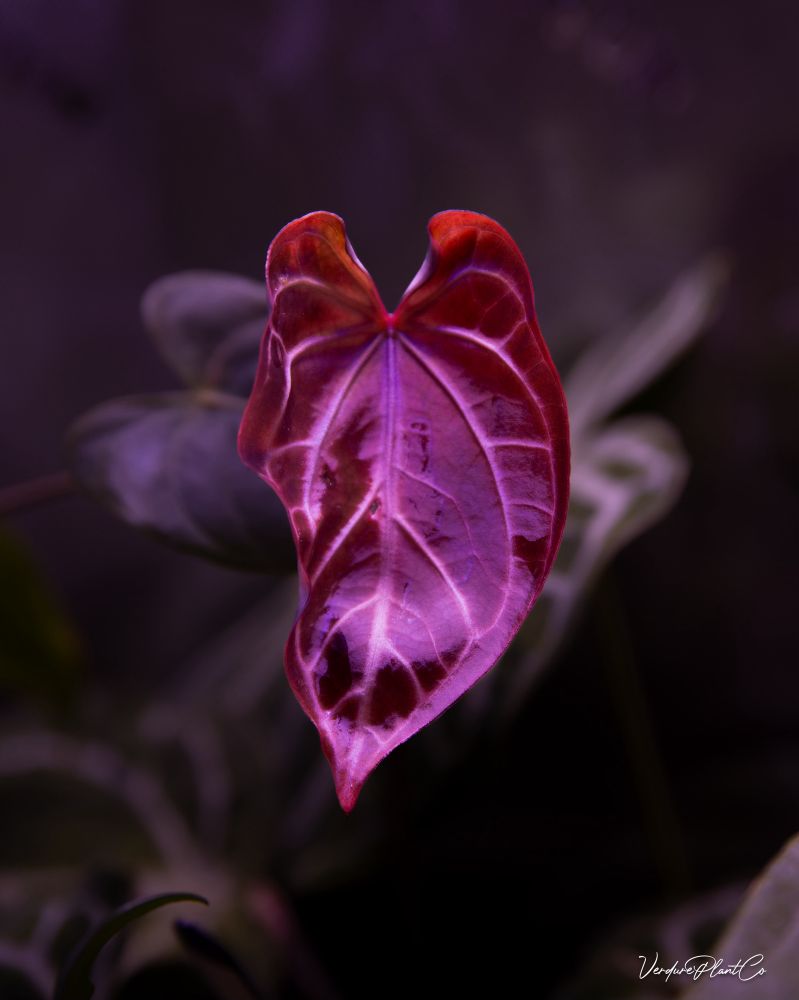 SKG Grey x Black Widow Michelle mutated Anthurium. New emergent, and it’s getting so big so quick! 

📸 VerdurePlantCo 