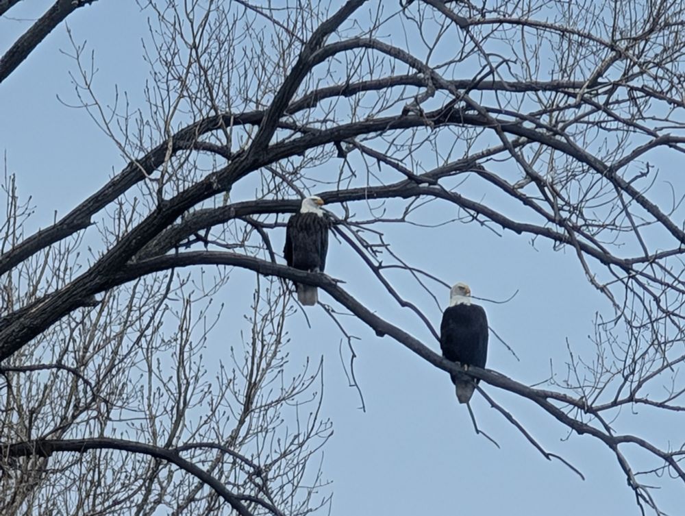 2 Bald eagles on bare tree branch 