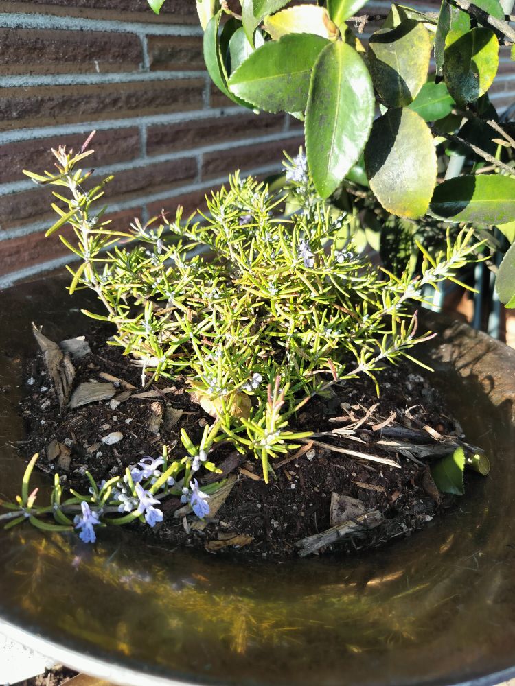 Warm, late afternoon sunlight baths a young Trailing Rosemary just before sunset.