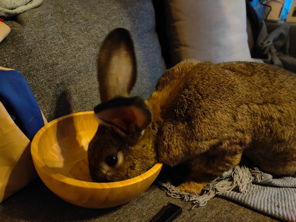 big bunny mathilde sticking her head in a (nearly empty) bowl of chips.