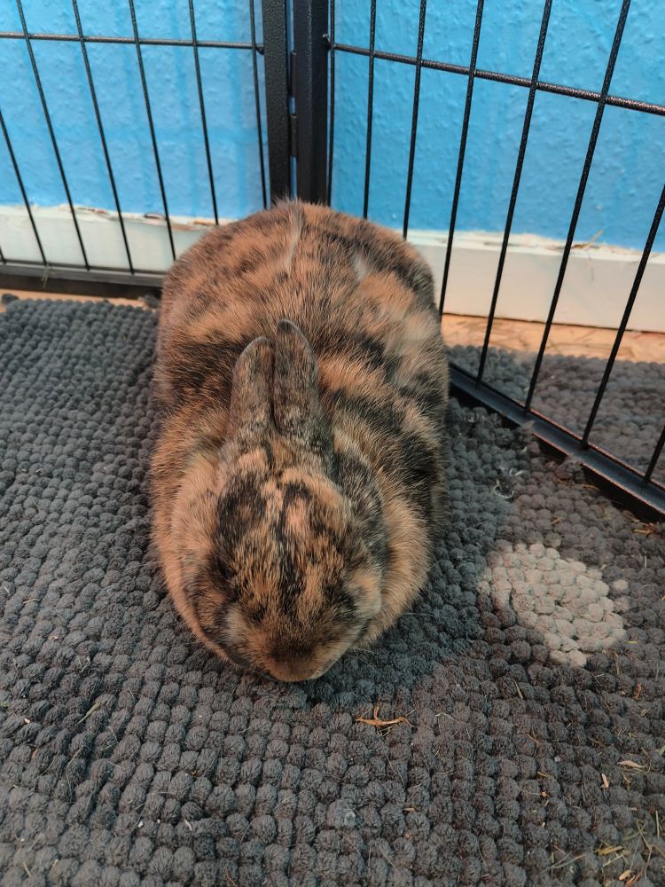 tiny bunny praline loafing on a bath mat. there's a whitish spot next to her where she peed on the mat.