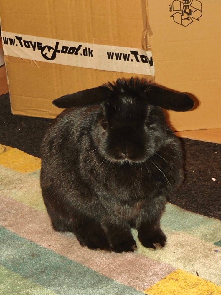 bellis the black bunny. her ears stick straight out to the sides like a T.