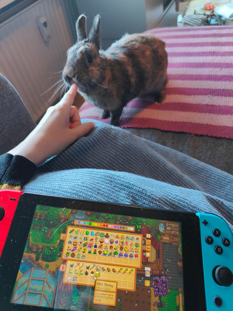 me playing stardew valley on my switch with one hand extended in a point. tiny bunny praline is standing on the couch licking my index finger.