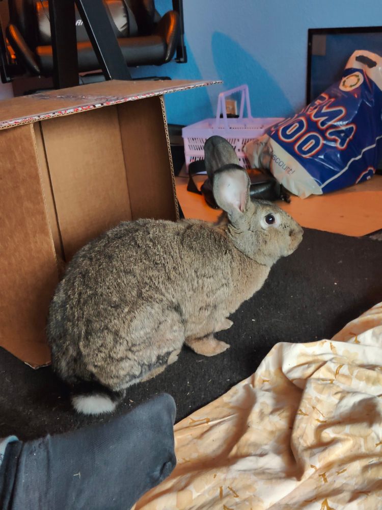 big brown bunny sitting in front of a cardboard box.