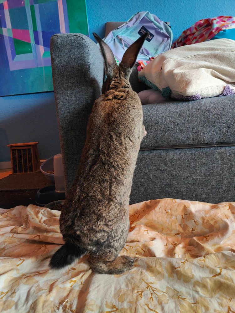big brown bunny standing up to look at the couch.